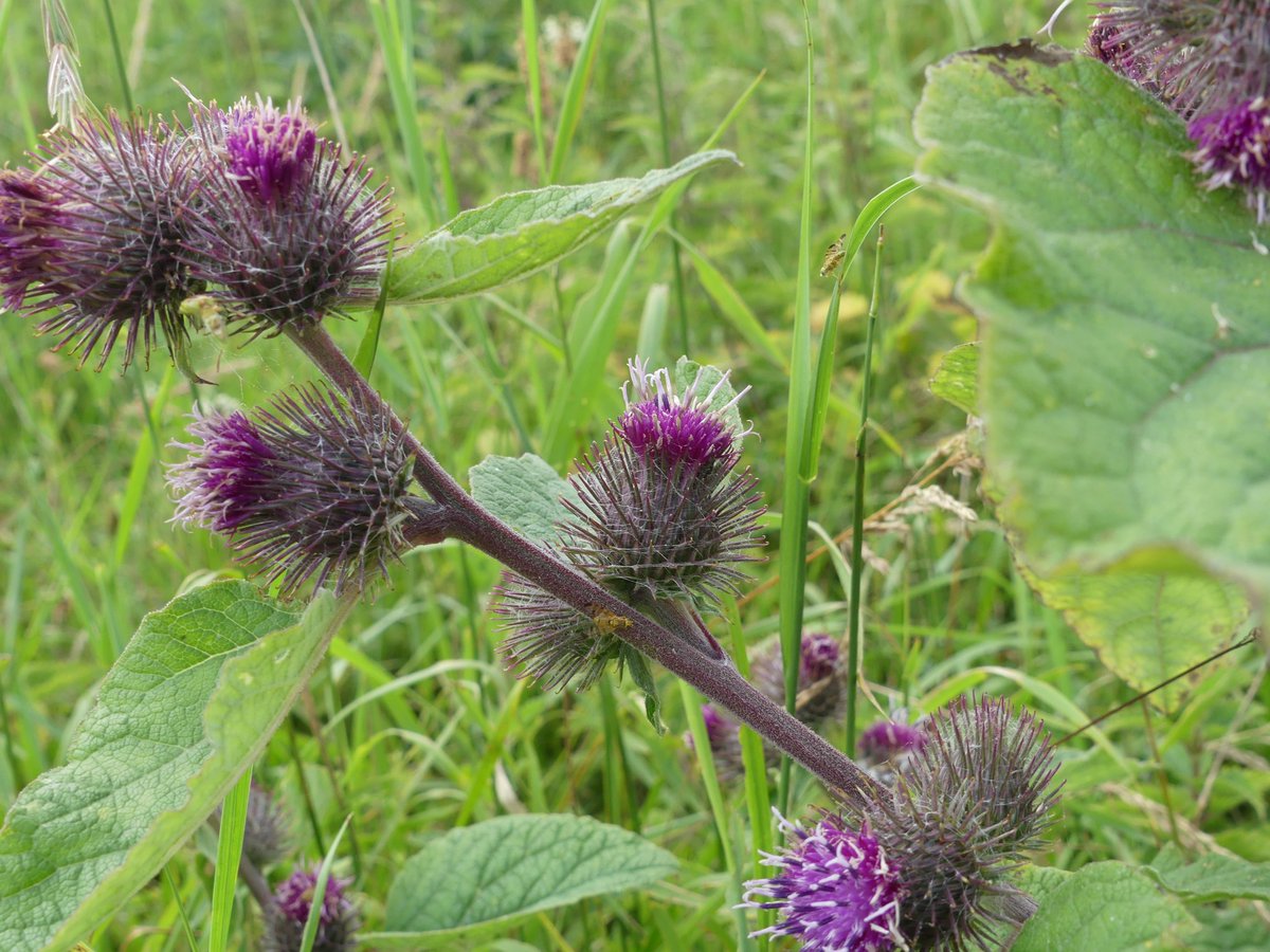 Kate Gold tweet media