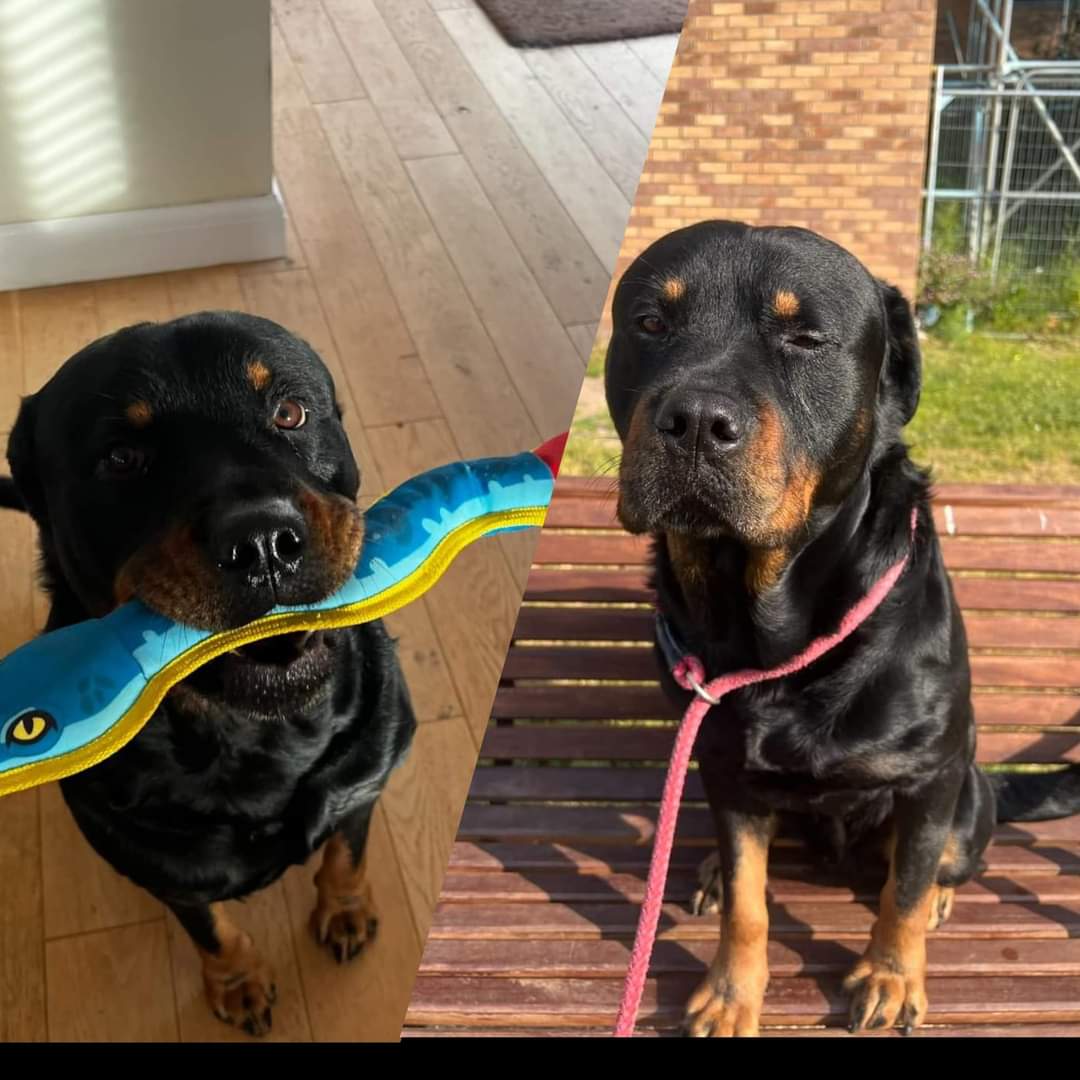 MissingPetsGB's tweet photo. Please help find ROMAN, A beautiful gentle Rottweiler who was #stolen 29 June 2024. ROMAN notability has a large head & a full tail.
Stolen 29 June 2024 from Fords field off Queensway, Leamington Spa #CV32
Last seen being dragged by lead out of the Fords field. #stolendoghour https://t.co/8IKUspPNM8