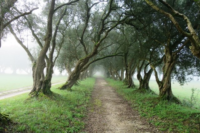 SabiasGalicia's tweet photo. Sabías que #Galicia foi unha potencia no cultivo de oliveiras. Coa chegada dos Reis Católicos impuxéronse grandes impostos aos propietarios de oliveiras galegas, para garantir a Andalucía o monopolio da producción de aceite. Isto obrigou a cortalas aos propietarios. 👇 https://t.co/KBZL2qF2XX