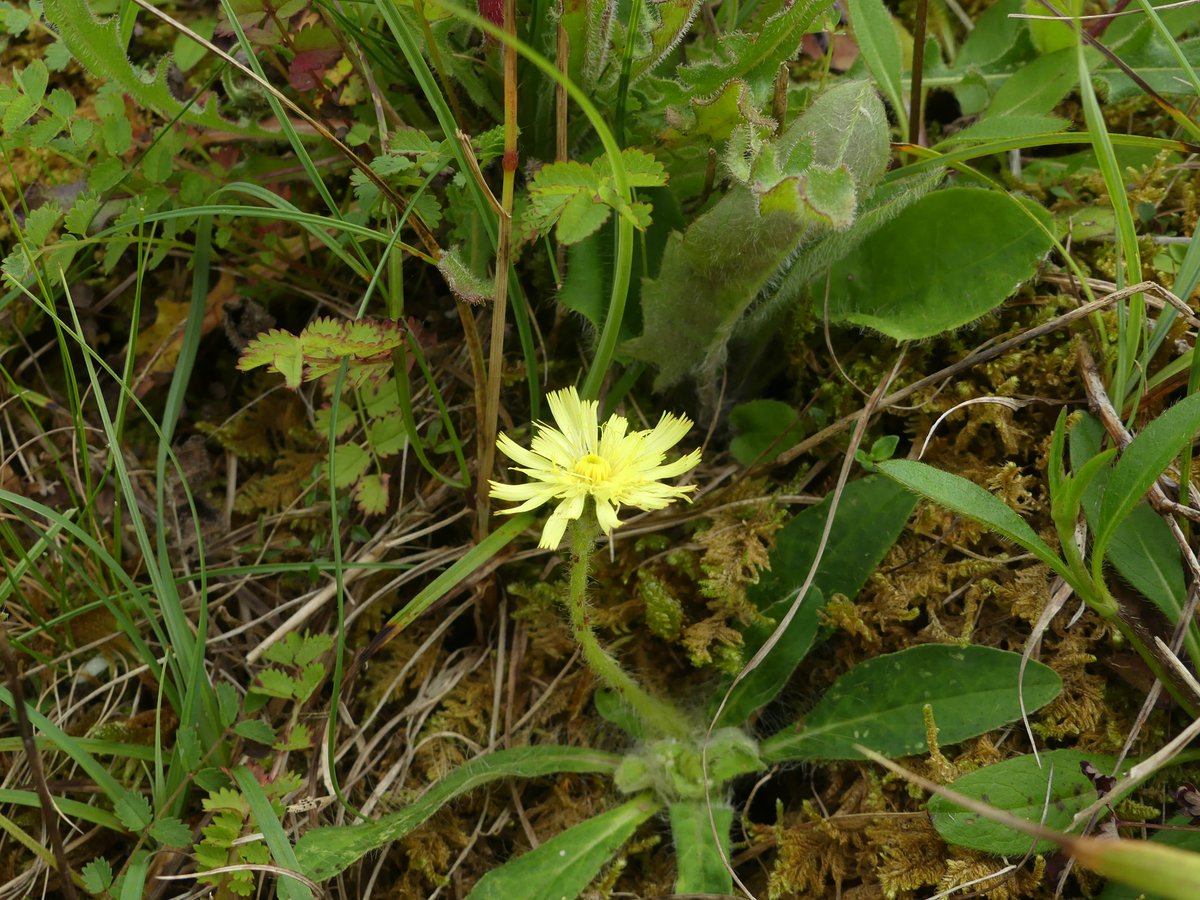 Kate Gold tweet media