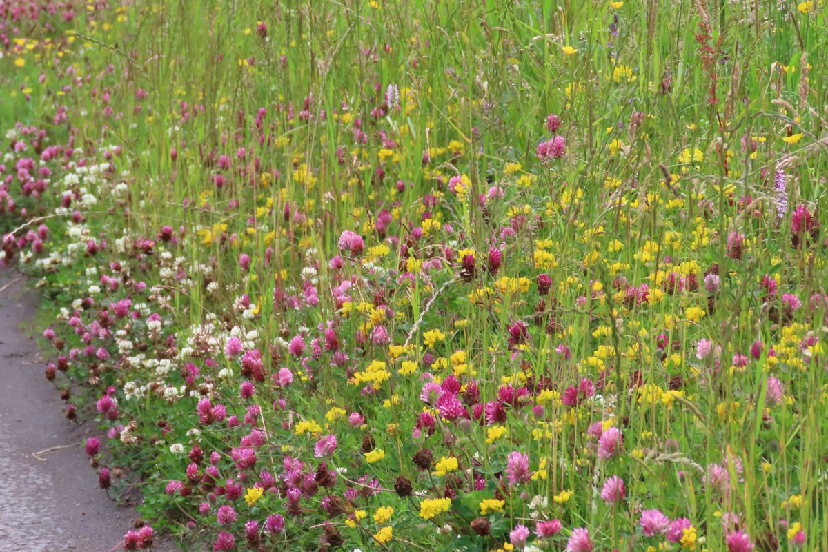 Donna Rainey (@donnarainey4) on Twitter photo Road verges at maximum beauty now, a delight to see. #dontmow <a href="/CausewayCouncil/">Causeway Council</a> #wildflowerhour Road verges at maximum beauty now, a delight to see. #dontmow <a href="/CausewayCouncil/">Causeway Council</a> #wildflowerhour