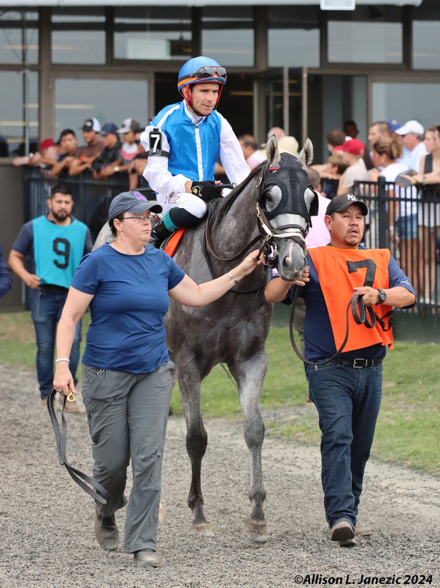 Prairie_Bayou's tweet photo. The lovely Dataman at Monmouth Park yesterday for the UN Handicap. @HerringswellStb @GrahamMotion @MonmouthPark #Dataman #Racehorse #Thoroughbred #HorseRacing #Horse #SportofKings https://t.co/jIyYLYQznV