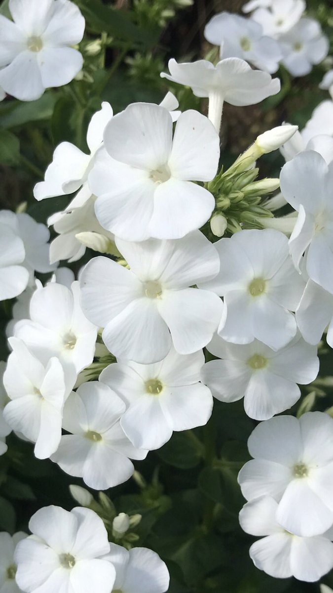 Andy6hutch's tweet image. It’s Phlox time 🤍…. I forgot just how good it smells on a warm summers evening 🥰…. #GardeningX #SummerVibes #Phlox