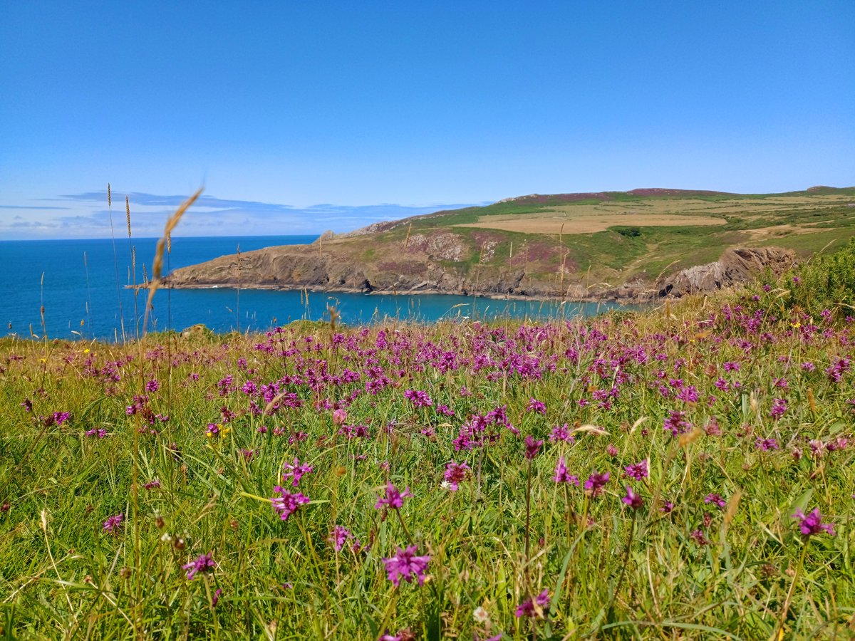 A dusting of Betony colours the coast at Treseissyllt #wildflowerhour #Pembrokeshire <a href="/nt/">nt</a>