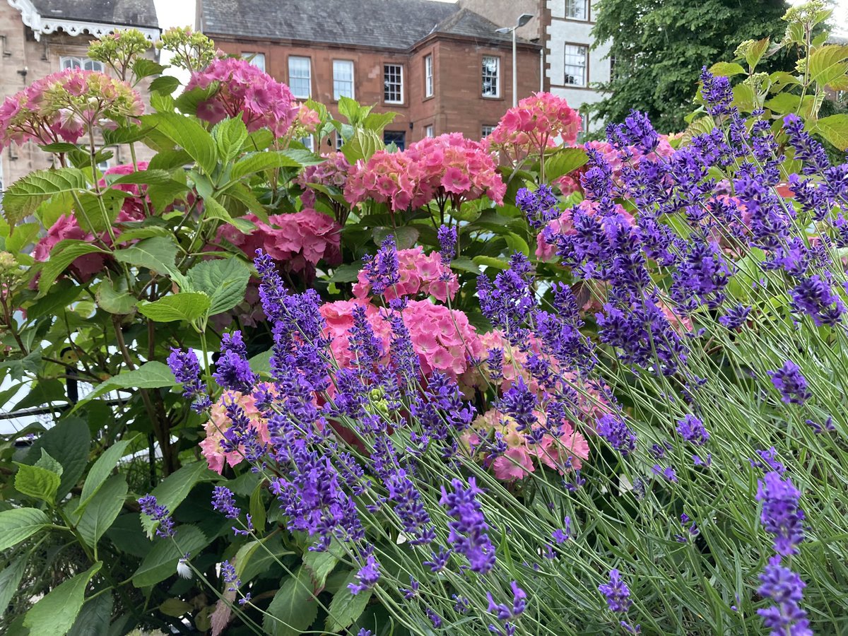The hydrangeas in our front garden are amazing again this year, probably helped by all the rain!