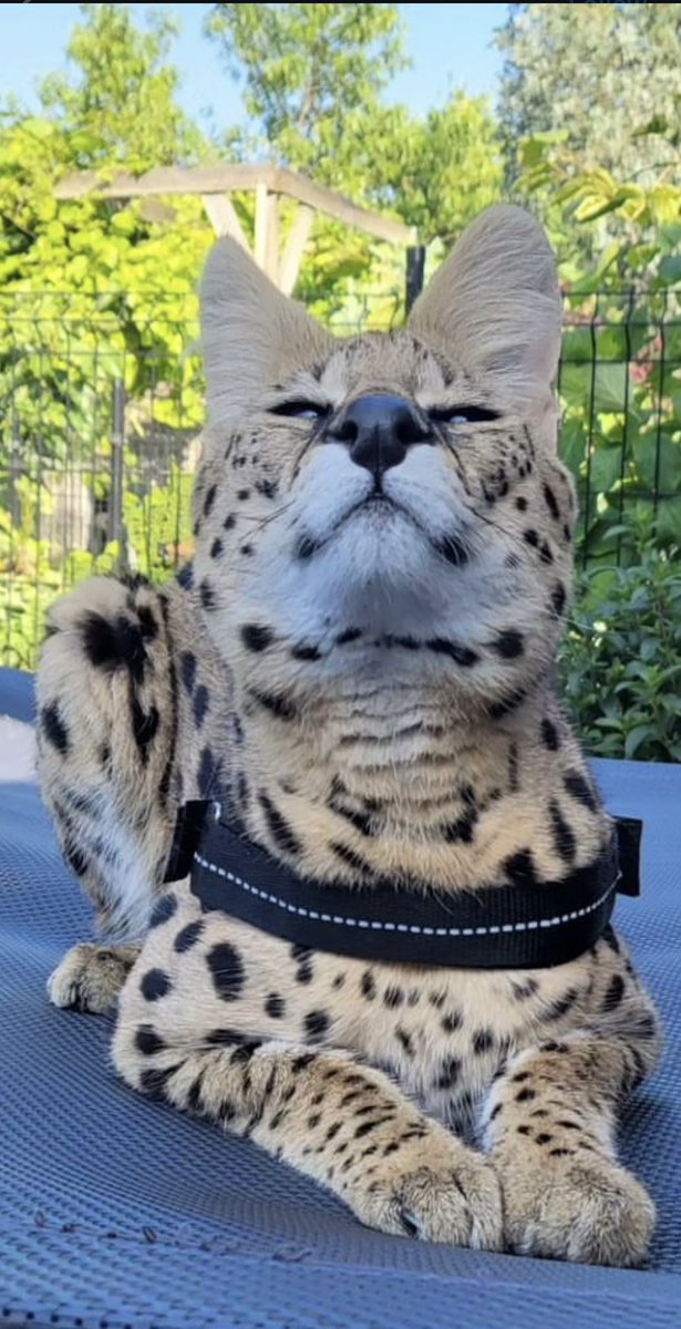 🐱