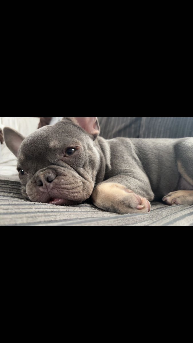BlueMoonTardis's tweet photo. @manchdogs my family rescued our beautiful Danny from the chesire home last month, and he is absolutely perfect. He is growing more and more every day, and I truly believe that our family wouldn't be complete without him. https://t.co/wEUq4lhF0j