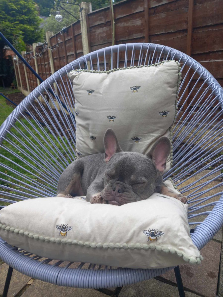 BlueMoonTardis's tweet photo. @manchdogs my family rescued our beautiful Danny from the chesire home last month, and he is absolutely perfect. He is growing more and more every day, and I truly believe that our family wouldn't be complete without him. https://t.co/wEUq4lhF0j