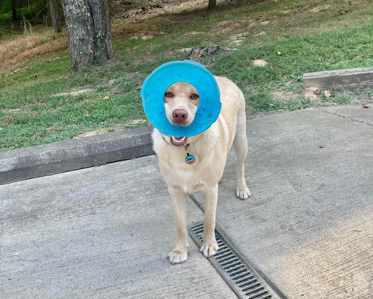 Our little furry guy Miles turns 1 today. Where does the time go? This pup has meant so much to Deana &amp; I over the last 8 months. We can’t eliminate all of the stress in our life, but Miles makes everything a little better. #colorectalcancer #yellowlab