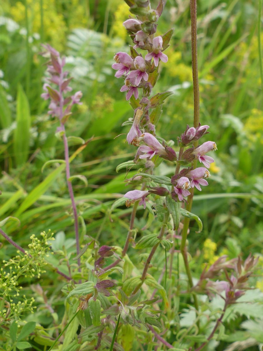 Kate Gold tweet media