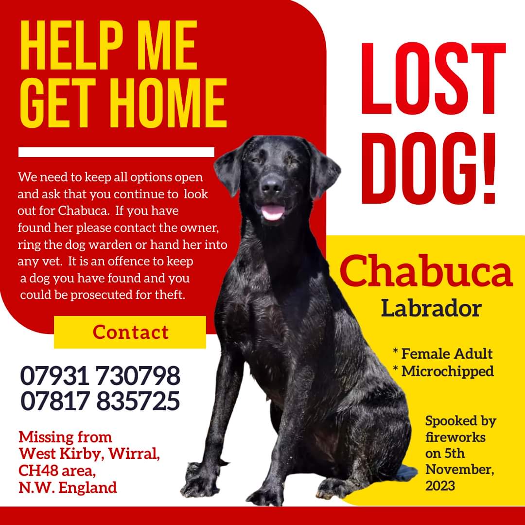 MissingPetsGB's tweet photo. Chabuca is still missing
Last seen in West Kirby #Wirral #CH48 on 5 November 2023
Chabuca has a family missing her terribly. No sightings. Has she been picked up & not reported? #stolendoghour https://t.co/Wcp2YFBcYG
