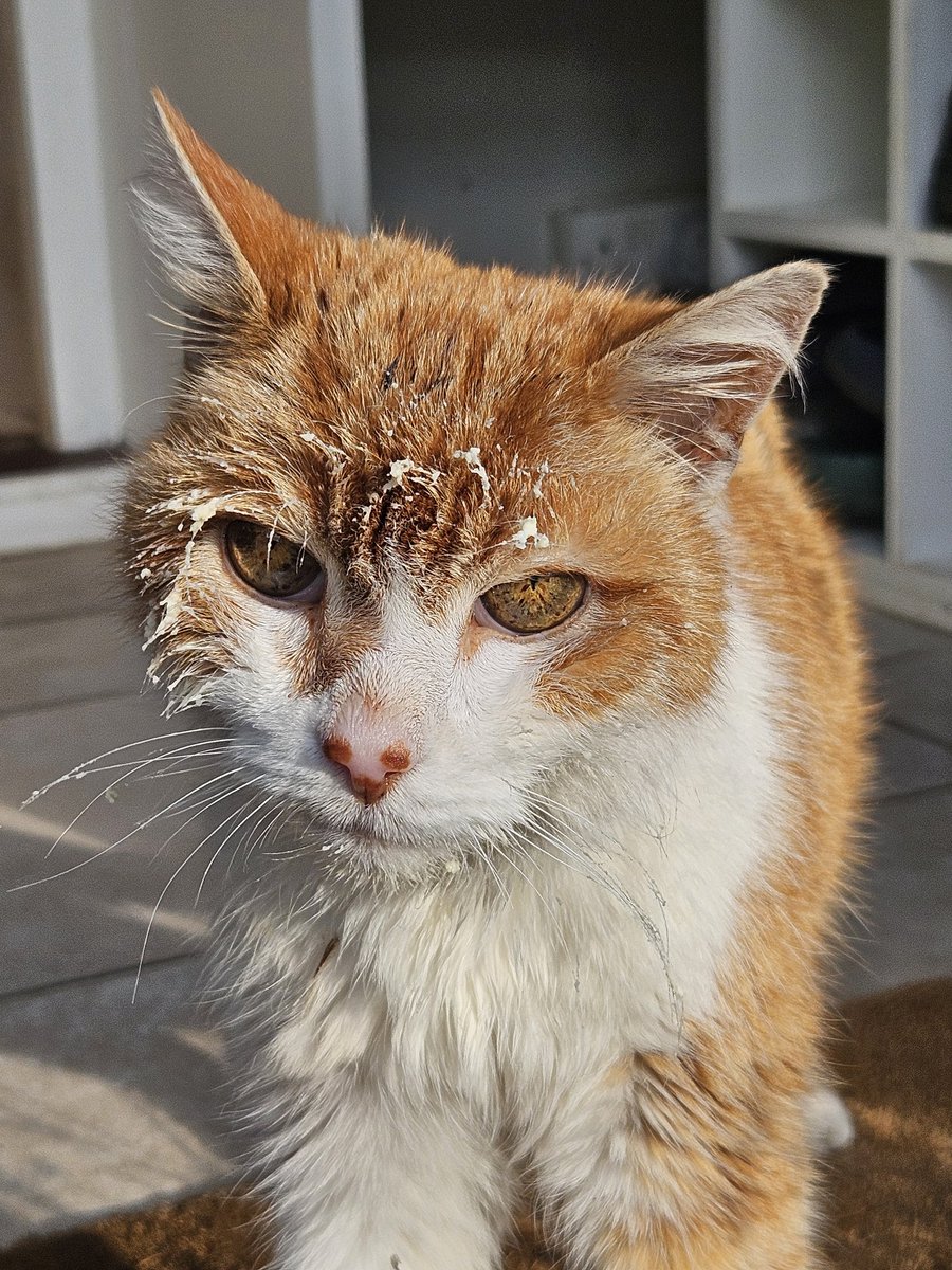 Look who found the clotted cream