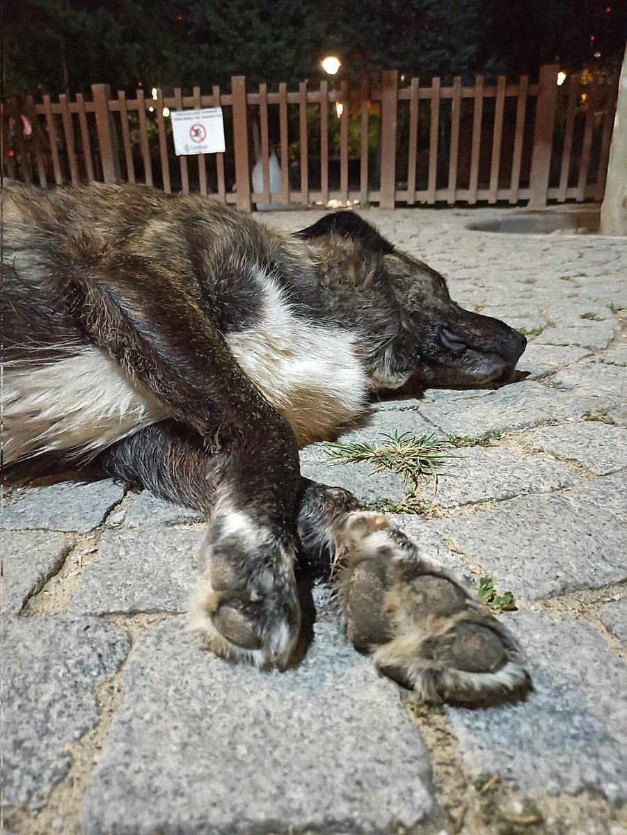 Hiçbir tür ayırt etmeksizin can yoldaşlarımız hayvanların yaşamları için yine savaş vermek zorunda bırakıldık maalesef. 

Katliamı tartışılır kılarak hayvan esaretini ve üzerinden kazanç sağlamayı meşru kıldılar. 

#YasayiGeriCek 
#Katliamyasasınahayır 
#SokaktayımYanındayım