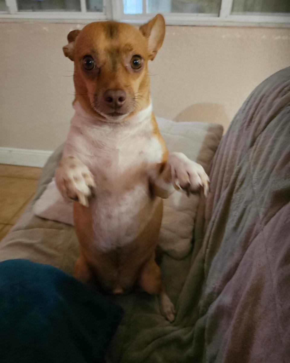 Jennife66156670's tweet image. My little Meerkat!🥰🥰🥰