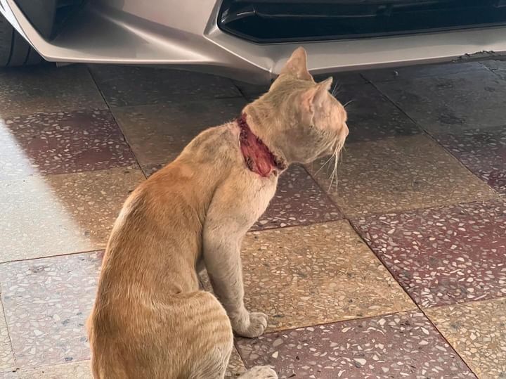 Animal_rescue0's tweet photo. #انقاذ #عاجل #جده 
قط ذكر يحتاج مساعدة عاجله ارجوكم حالته حرجه  وله كم يوم  عنده جرح كبير وانا وضعي مايسمح انقذه الله يجزاكم يا اهل الخير أنقذوه في جدة حي النسيم موجود  0542555249 https://t.co/zjigUdorZE