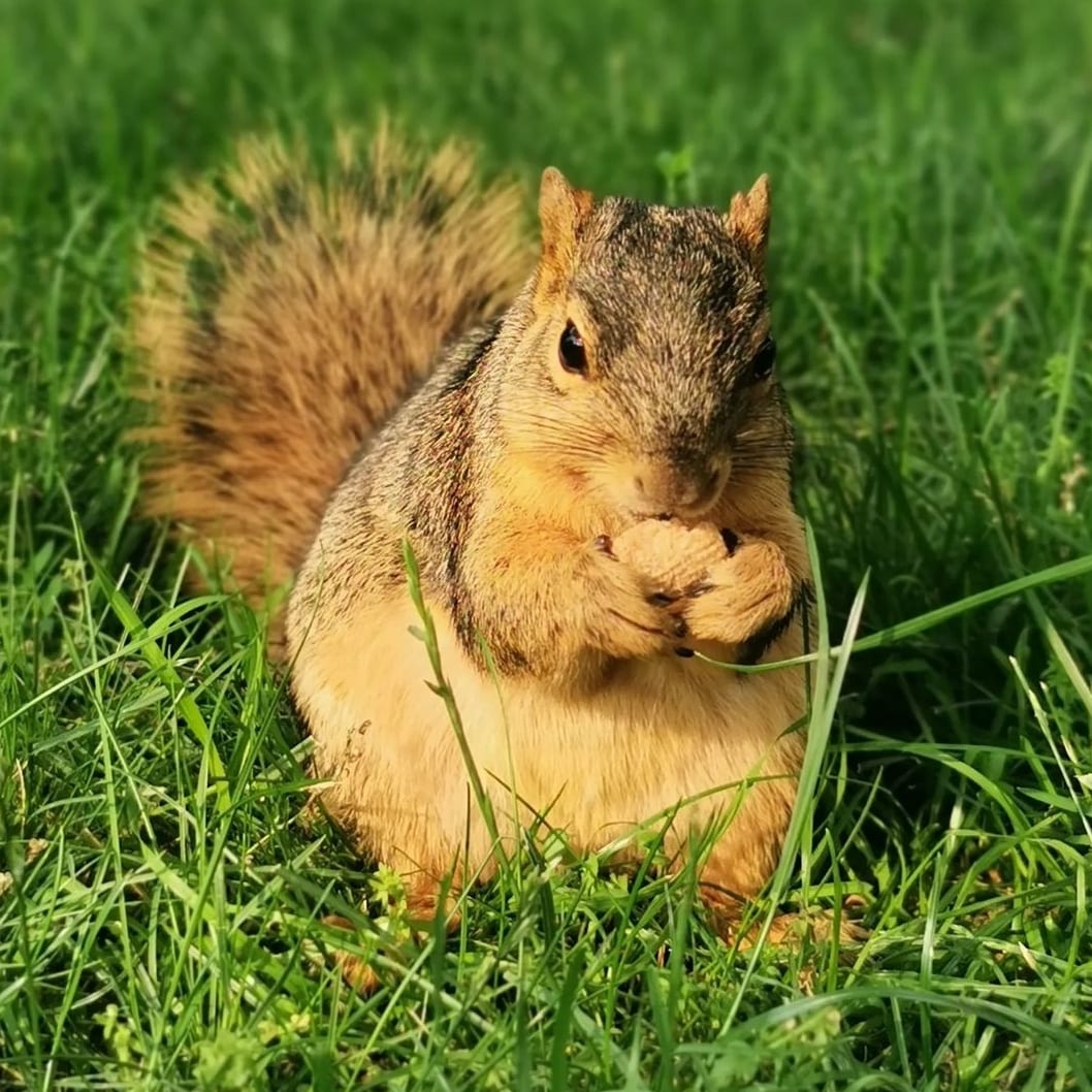 Faye Claridge (@fayeclaridge) on Twitter photo While #WeRoar is at the <a href="/AnnArborArtFair/">Ann Arbor Art Fair</a> I've been reminded of my project visit there last year and the amazing giant squirrel residents that followed me around campus <a href="/umichARTS/">umichArts & Culture</a> <a href="/umichPCAP/">Prison Creative Arts Project</a> #annarborartfair #michigansquirrels While #WeRoar is at the <a href="/AnnArborArtFair/">Ann Arbor Art Fair</a> I've been reminded of my project visit there last year and the amazing giant squirrel residents that followed me around campus <a href="/umichARTS/">umichArts & Culture</a> <a href="/umichPCAP/">Prison Creative Arts Project</a> #annarborartfair #michigansquirrels