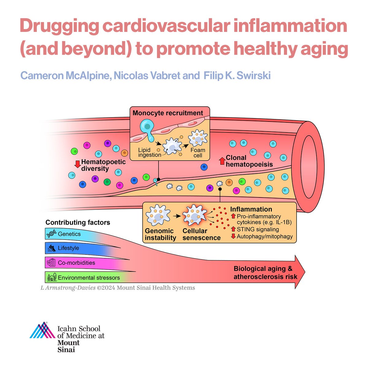 Friedman Brain Institute (@sinaibrain) on Twitter photo While all of our body’s systems deteriorate over time, #ImmuneSystemaging has a particular impact on the health of our #CardiovascularSystem. Learn More from <a href="/cam_phd/">Cameron McAlpine</a>, <a href="/neoviral/">Nicolas Vabret</a> & <a href="/SwirskiLab/">Fil Swirski & Scientists</a> in @sciencemagazine's Frontiers of Medical Research: Immunology: science.org/do/10.1126/sci… While all of our body’s systems deteriorate over time, #ImmuneSystemaging has a particular impact on the health of our #CardiovascularSystem. Learn More from <a href="/cam_phd/">Cameron McAlpine</a>, <a href="/neoviral/">Nicolas Vabret</a> & <a href="/SwirskiLab/">Fil Swirski & Scientists</a> in @sciencemagazine's Frontiers of Medical Research: Immunology: science.org/do/10.1126/sci…