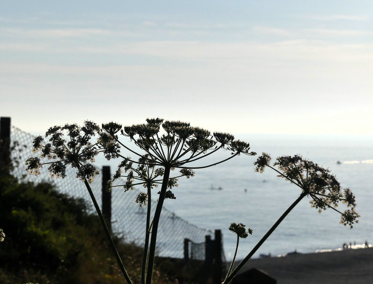 Kate Gold tweet media