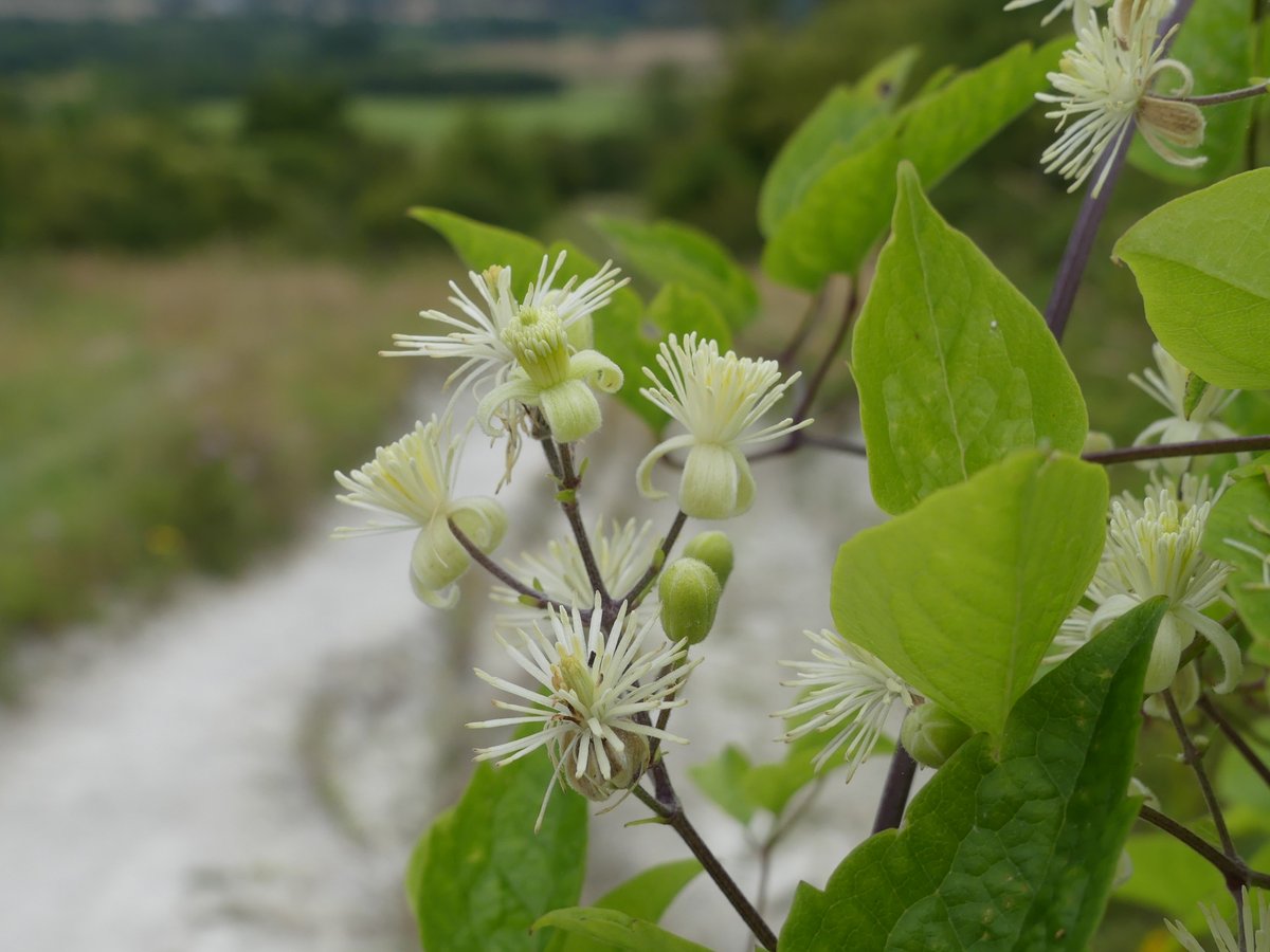 Kate Gold tweet media