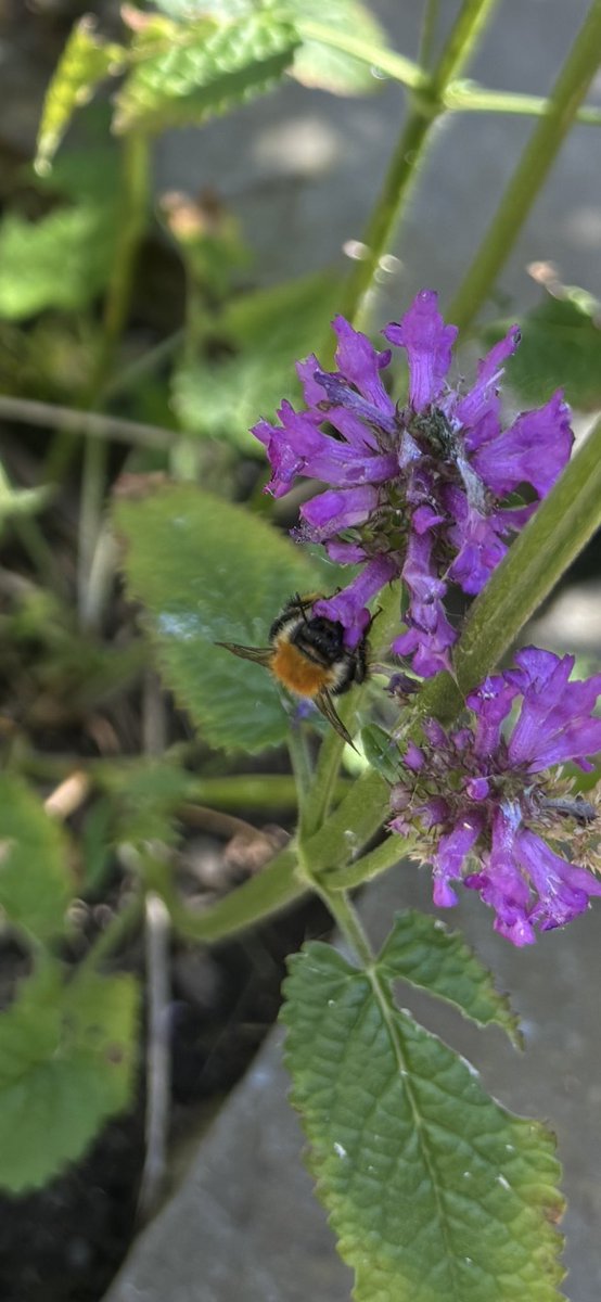 Nice to see bombus terrestris, lapidarius, hortorum and pascuorum in the garden today.