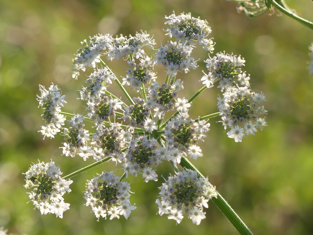 Kate Gold tweet media