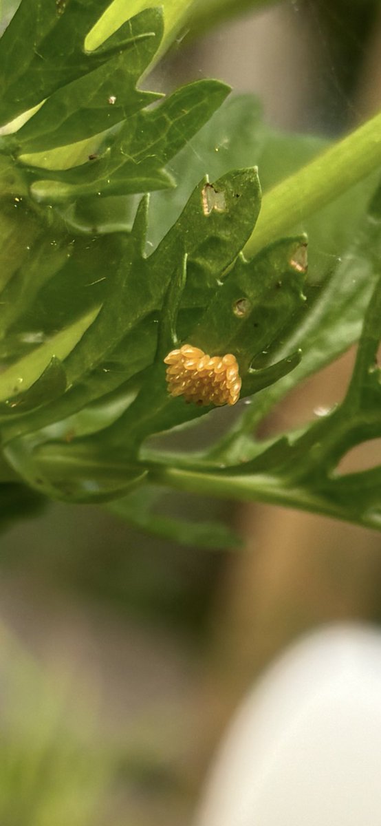 Butterflies of today and the future! A speckled wood and what I think are large white butterfly eggs, both on ragwort