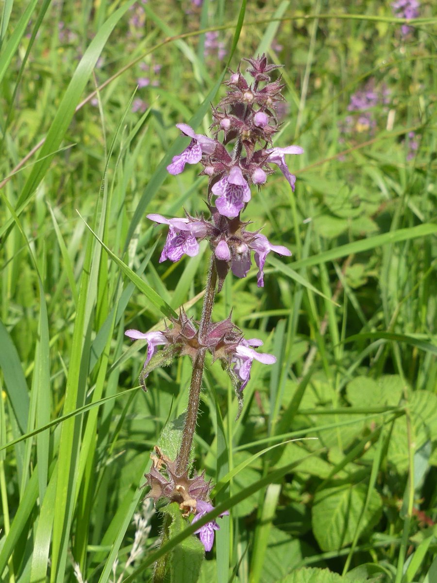 Kate Gold tweet media