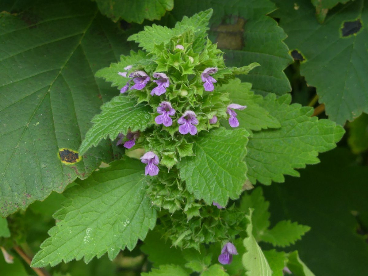 Kate Gold tweet media