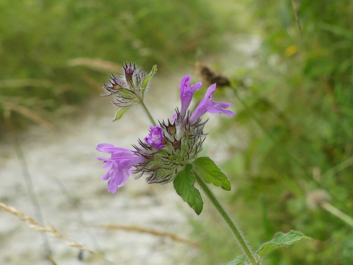 Kate Gold tweet media