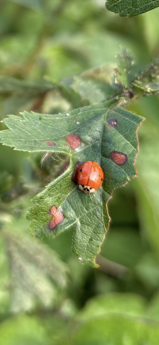 Lots of newly emerging ladybirds in the garden. The plum tree has become a harlequin nursery 😔, but several other varieties are also present