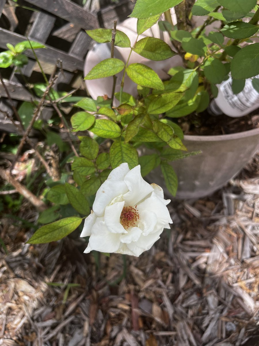 W5BWS's tweet image. John F. Kennedy Rose bloomed today.