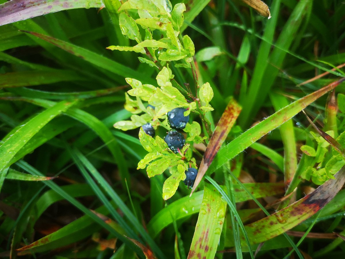 Lurcher's Crag, Cairngorms #wildflowerhour