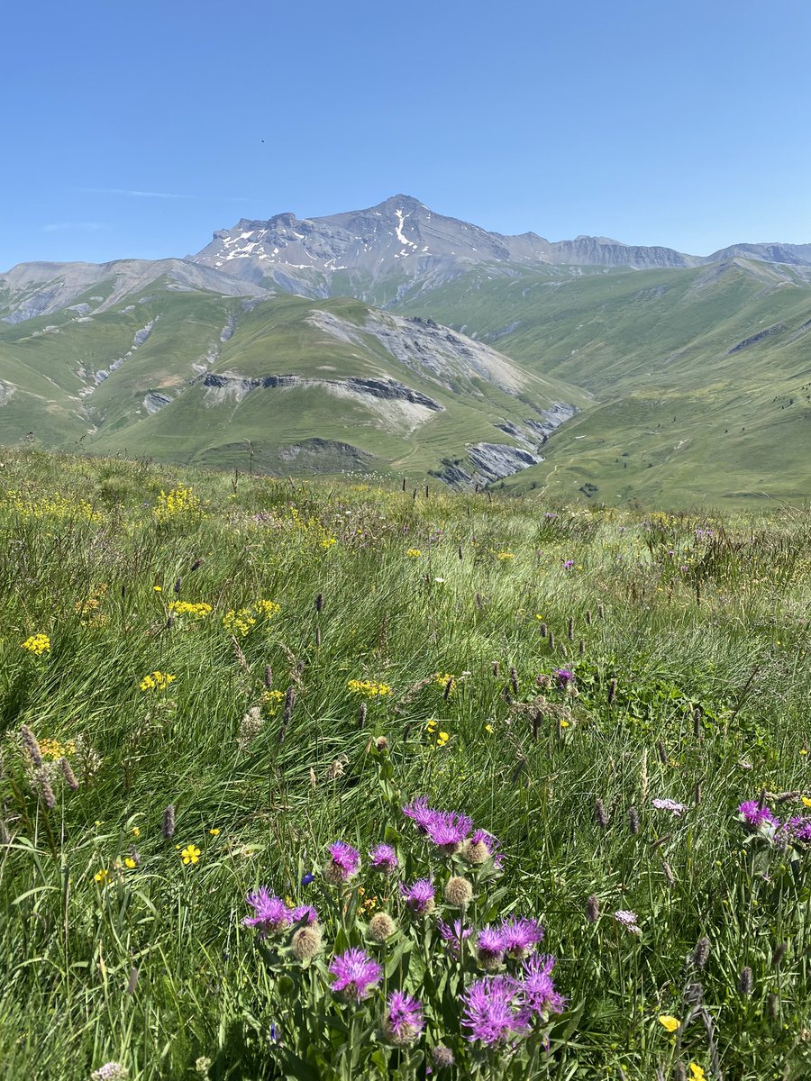 Askeladd ⵣ tweet media