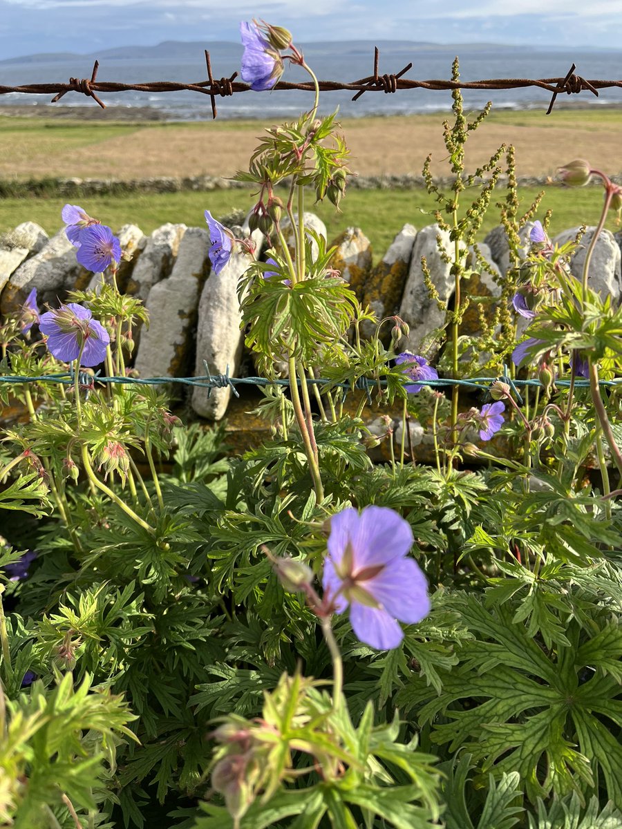Meadow Crane’sbill #Orkney Always look forward to this being in flower #wildflowerhour w