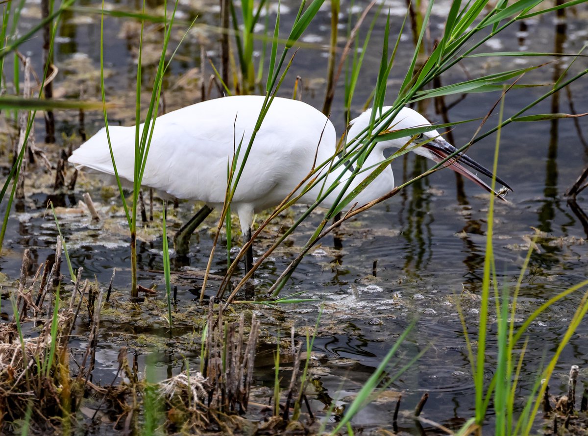 David Fox tweet media