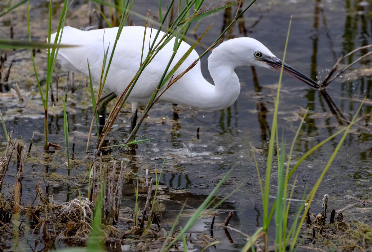 David Fox tweet media