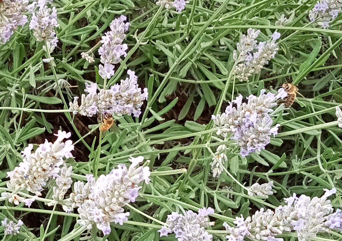 hackneyspeaker's tweet photo. Bees on lavender this summer in Hackney ....our wonderful little pollinators bringing us the gift  of biodiversity 🐝 https://t.co/p9neUvAMi7