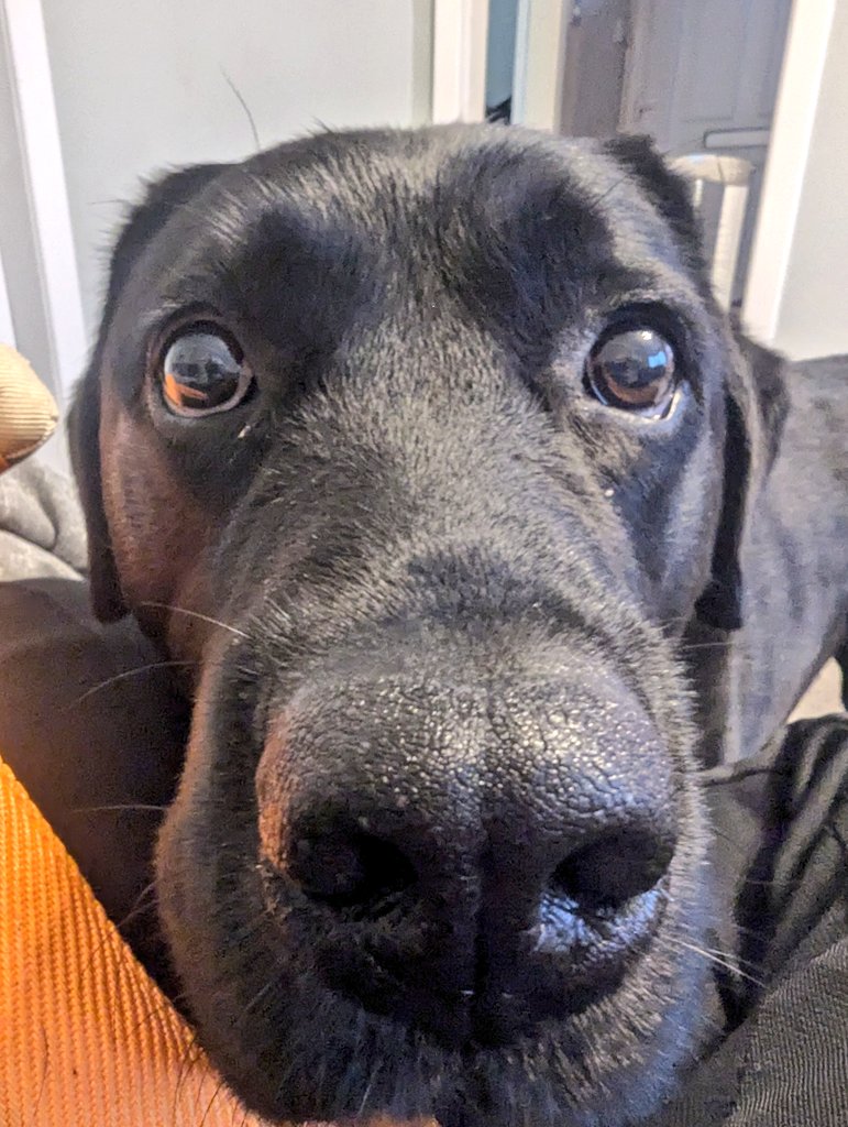 Mum and Dad had some strawberries after dinner... I was really VERY subtle about maybe trying just a nibble... Or 2... Or 3 of them. So you think I was successful in my endeavors? 🐾🐾