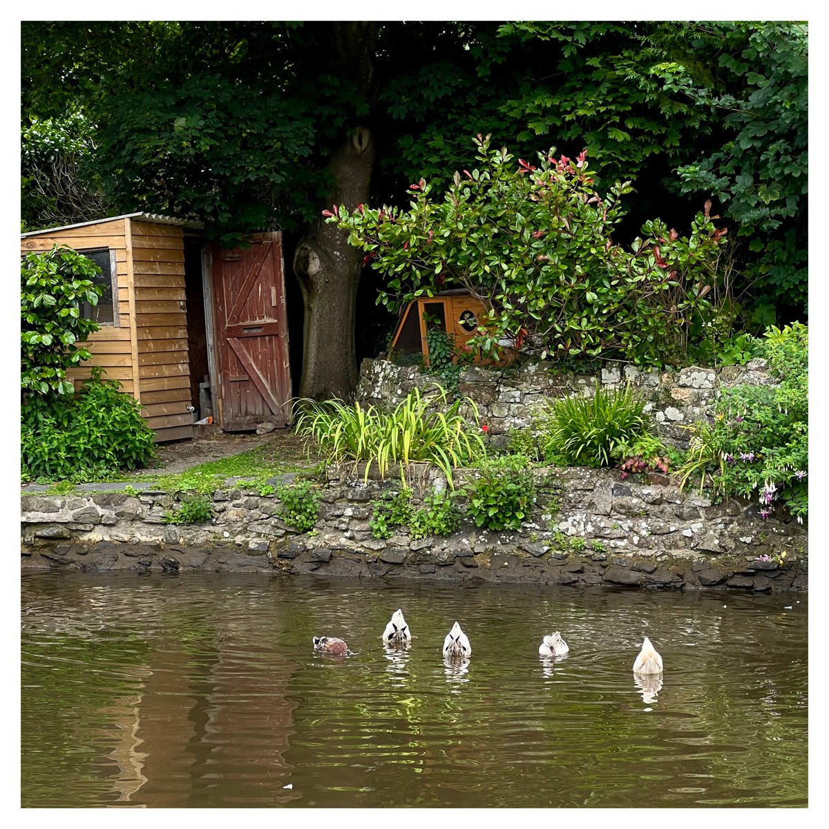 gordonplant's tweet photo. Ducks in a row, St Dogmaels. https://t.co/K0sDGoEUVq