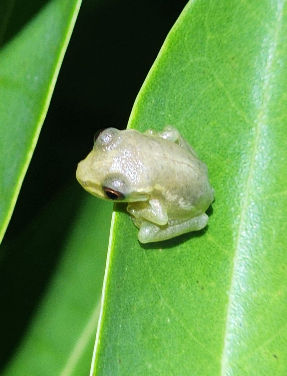 RisingTideFL's tweet photo. FROG WATCH article about our event in @CoastalBreeze_News! https://t.co/CfptPZRB7W🐸Join us on the 2nd of 3 frog watch nights, 8/9. Free registration link in the article. #NaplesOutfitters #NaplesBotanicalGardens #frogwatch #environmentaleducation #frogs #bayshoreartsdistrict https://t.co/jT8y4XJ9Ws