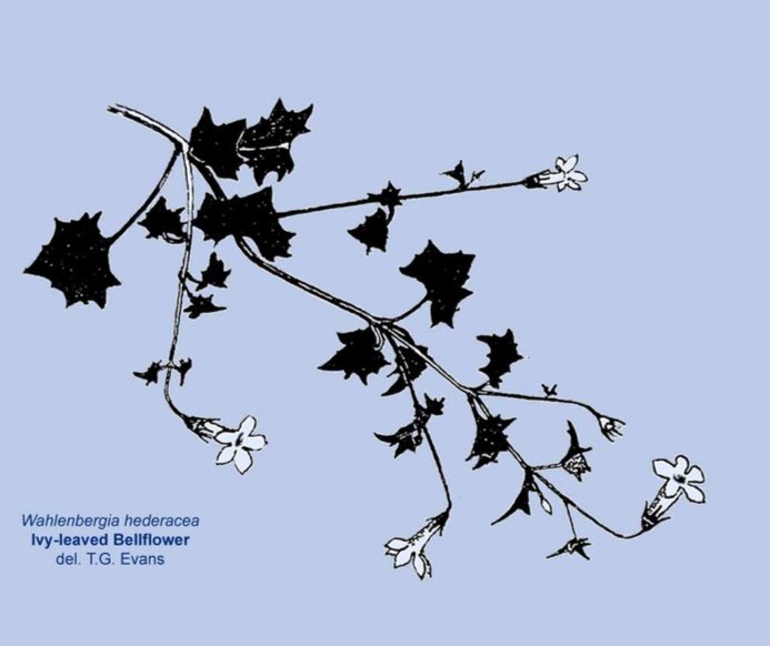 BSBICymru's tweet photo. Ivy-leaved bellflower / Clychlys Eiddew (Wahlenbergia hederacea) on the cover of @BSBIbotany Rare Plant Register for Montgomeryshire #VC47 where it was found was new to Britain in 1632 by George Bowles near Machynlleth #WildflowerHour #BellflowerFamily #BotanicalIllustration https://t.co/jivrUzzU5d