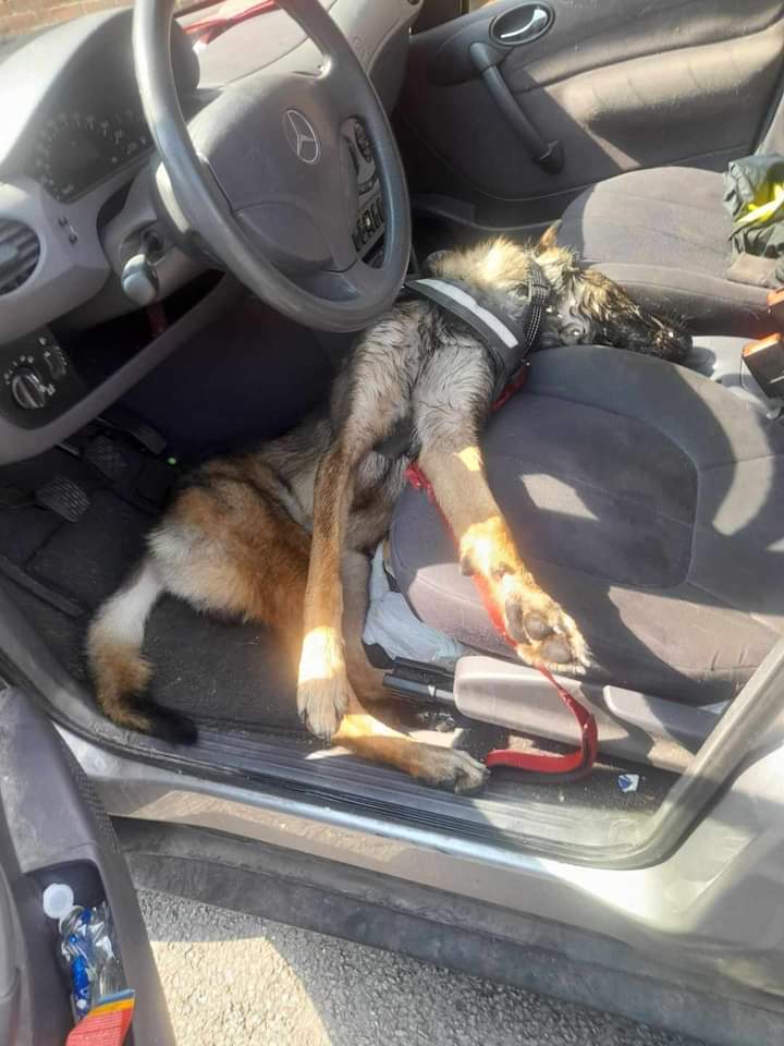 AdeaClaude's tweet photo. Je n'en peux plus de ce monde 😡😡
Ce chien a vécu un véritable calvaire il est resté enfermé hier en pleine chaleur dans une voiture, il est décédé dans d'horribles souffrances à cause de deux grosses pourritures. 😡😭

Repose en paix  loulou 🙏🕊 https://t.co/AAhf5Vqy9C