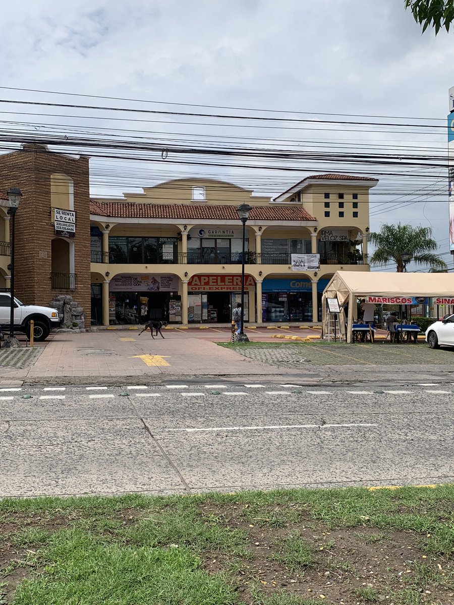 <a href="/Trafico_ZMG/">TráficoZMGuadalajara</a> Perro Gran Danés, al parecer está perdido en Periférico - Guadalupe. Si alguien lo esta buscando, para ayudarlos nos apoyan con un RT por favor.