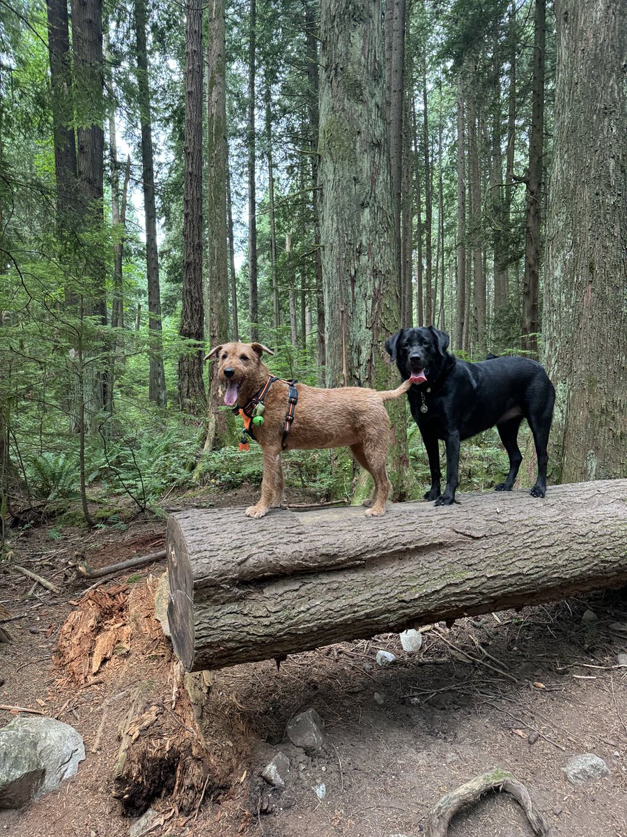 DublinIrishPup's tweet image. Come n up Gwen da view is better up here 🪵, can spot da #zombs better pal #raaar #pacificspirit