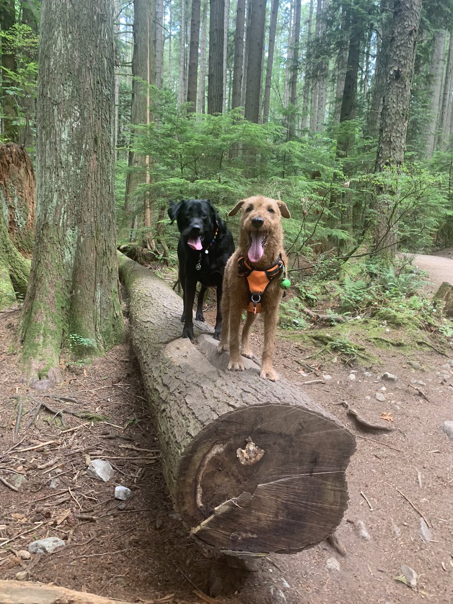 DublinIrishPup's tweet image. Come n up Gwen da view is better up here 🪵, can spot da #zombs better pal #raaar #pacificspirit