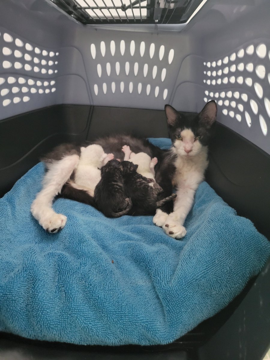 Dr. Andrea Kitta π π» (@andreakitta) on Twitter photo Friends, there is a very rough cat situation happening right now in my small town. Here's what's happening and how you can help in several ways. 
A house with 150 cats, an elderly person, and no AC is the issue.  Here's one of the mama cats that I've taken in. 1/? Friends, there is a very rough cat situation happening right now in my small town. Here's what's happening and how you can help in several ways. 
A house with 150 cats, an elderly person, and no AC is the issue.  Here's one of the mama cats that I've taken in. 1/?
