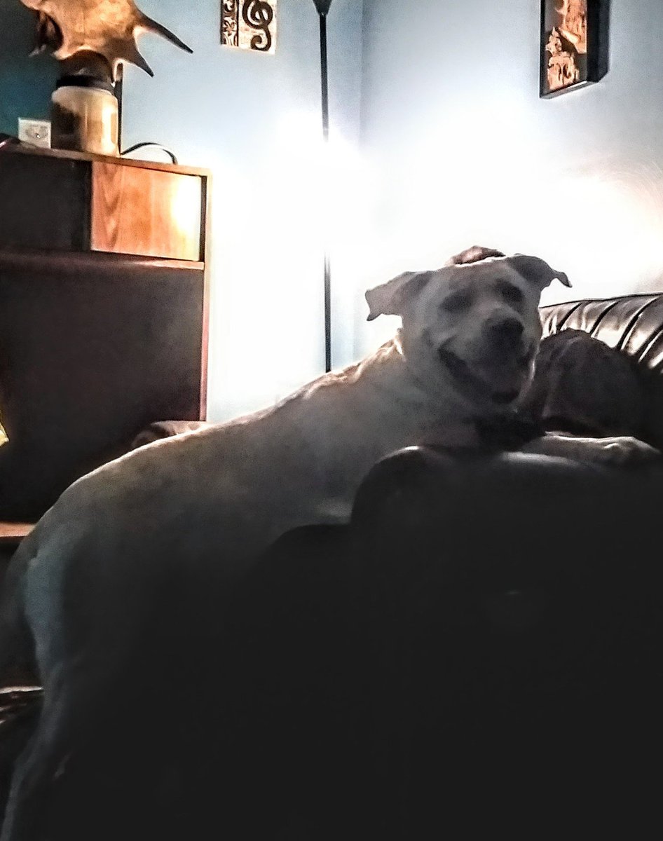 clarksonrulez's tweet photo. @_B___S Put the chair against the wall. #King #LabPitMix #LapDog https://t.co/SKhXIZhLGz