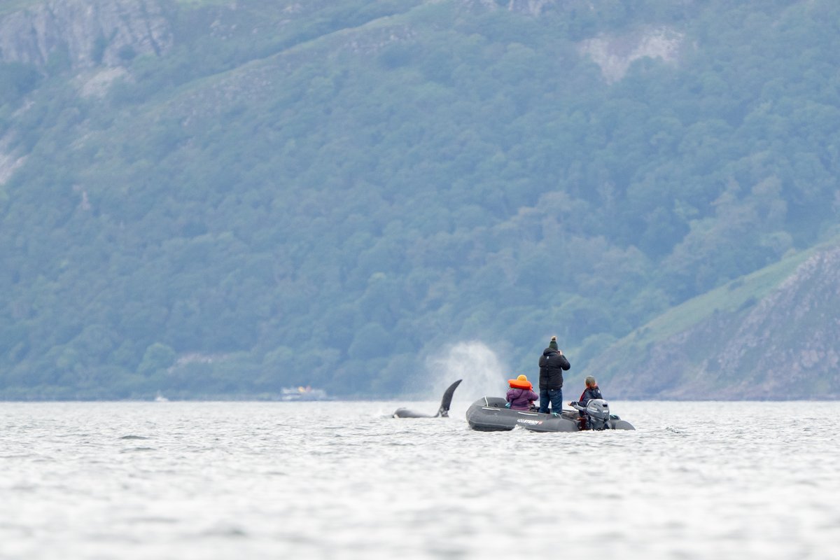 whale_nerd's tweet photo. I braved it today... went out in my kayak with the killer whales as they cruised past Tobermory. Still shaking. #JohnCoe #Aquarius https://t.co/UF7fjmQaGQ