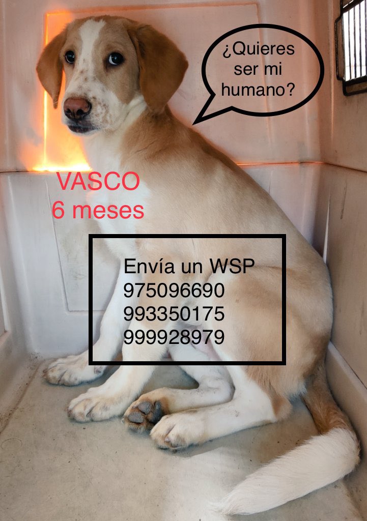 rommyb's tweet image. NO DEJES A VASCO EN VISTO
Dale una oportunidad de salir del albergue y tener una vida plena, con cuidados y compañía. ¿Te interesa? Envíame un DM. Si no, dale un RT: entre tus seguidorxs o lxs seguidorxs de ellxs puede estar su próximo humanx 🤩