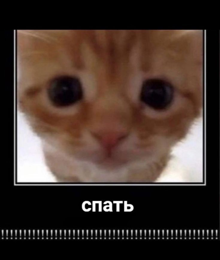 Сырок tweet media